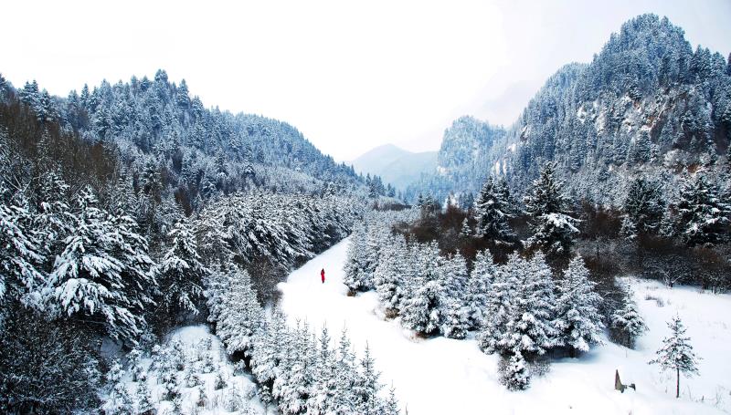 17.青松傲雪.JPG